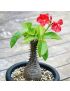 Pachypodium windsorii