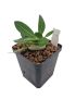 Pachypodium brevicaule