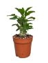 Pachypodium saundersii