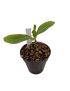 Pachypodium decaryi
