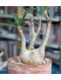 Pachypodium rosulatum