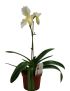 Paphiopedilum Phips