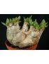 Pachypodium eburneum
