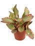 Peperomia clusiifolia 'Jellie'