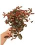 Peperomia metallica