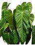 Philodendron esmeraldense