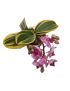 Phalaenopsis variegata