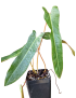 Philodendron spiritus-sancti