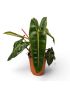 Philodendron atabapoense