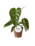 Philodendron esmeraldense