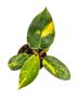 Philodendron ‘Green Congo Variegata’ 