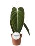 Philodendron melanochrysum