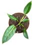 Philodendron spiritus-sancti