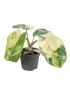 Philodendron Burle Marx Variegata
