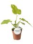 Philodendron Golden Violin