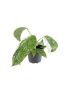 Philodendron Jose Buono