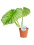 Philodendron mamei