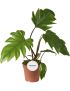 Philodendron mayoi