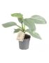 Philodendron Silver Sword