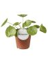 Pilea peperomioides 'Mojito'