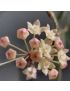 Hoya Pot of Gold