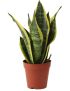 Sansevieria trifasciata ‘Futura Superba’