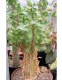 Sesamothamnus lugardii