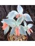 Sinningia leucotricha