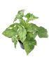 Syngonium Mojito