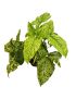 Syngonium 'Mottled Mojito'