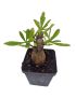 Talinum paniculatum