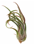 Tillandsia pruinosa