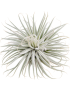 Tillandsia tectorum