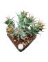 Euphorbia tortirama