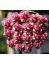 Hoya wayetii 'Tricolor'