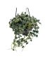 Hoya curtisii
