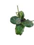 Hoya Villosa