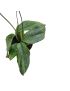 Hoya erythrina