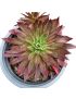 Aeonium Phoenix Flame Variegata
