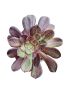 Aeonium Big Bang Plus