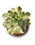 Aeonium Red Edge Variegata