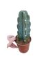 Cereus jamacaru 'Cuddly Cactus'