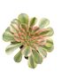 Aeonium Athena