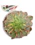 Aeonium Halloween Variegata