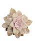 Graptopetalum pentandrum superbum