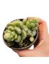 Sedum hintonii