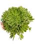Aeonium simsii variegata
