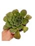 Aeonium canariense variegata