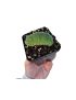 Mammillaria Un Pico Cristata
