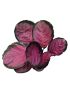 Calathea roseopicta 'Rosy'